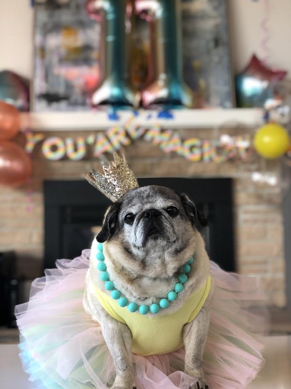 /images/uploads/pug nation rescue of los angeles/pugnation2021/entries/15432thumb.jpg